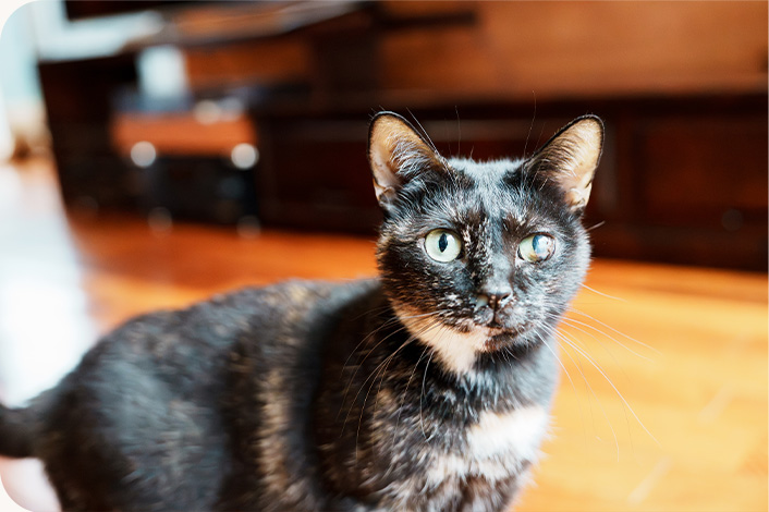 こっちを見ている保護猫